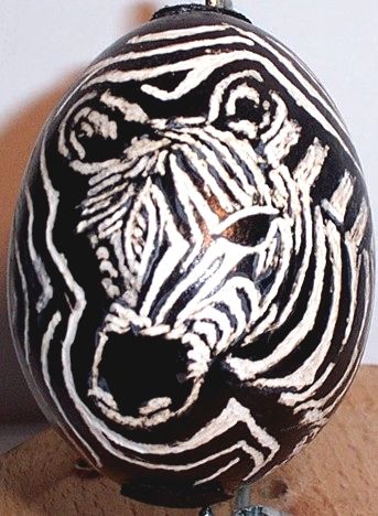 zebra01.jpg